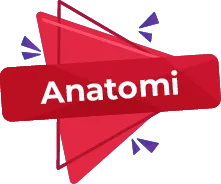 Anatomi #2 - 2